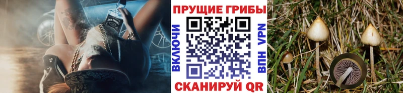 Галлюциногенные грибы Psilocybine cubensis  Кедровый 