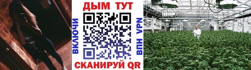 где можно купить   Кедровый  Канабис Amnesia 